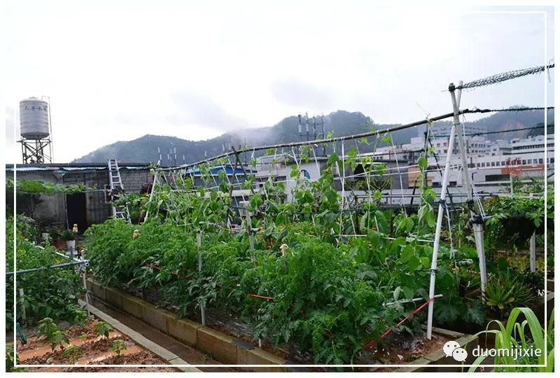 聽說了嗎，多米居然開始搞副業(yè)了？